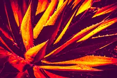 Alebrije · Fotografía 02