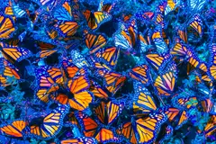 Alebrije · Fotografía 05
